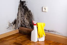 Trusted Adamsville, TN Mold Removal & Remediation Experts